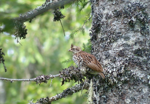 Gélinotte des bois