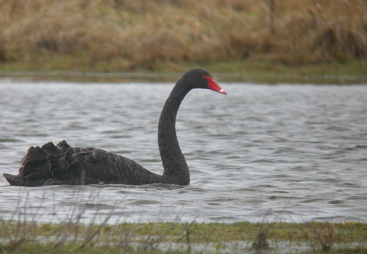Cygnes