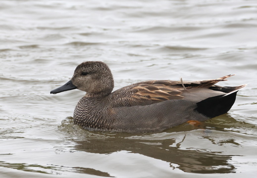 Anatidae