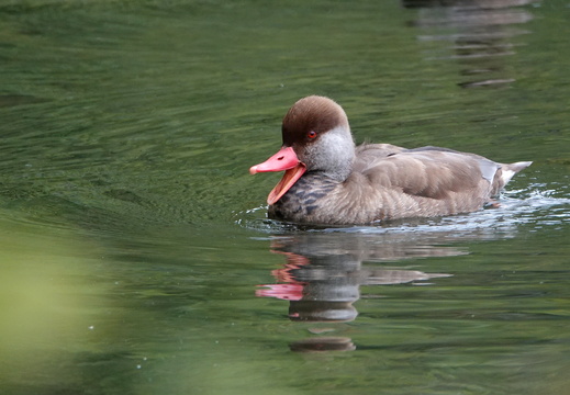 Nette rousse 51 DSC08383