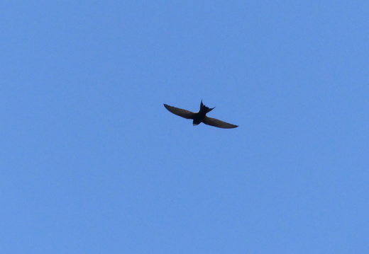 Apodidae