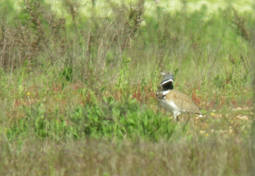 Otididae