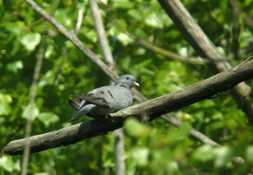 Pigeon colombin