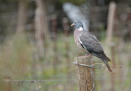 Pigeon ramier