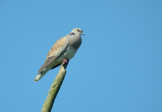 Columbidae