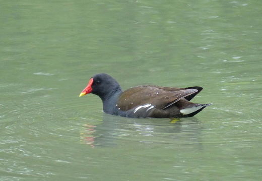 Gallinule poule-d'eau