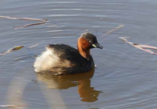 Podicipedidae