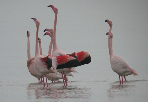 Flamant rose