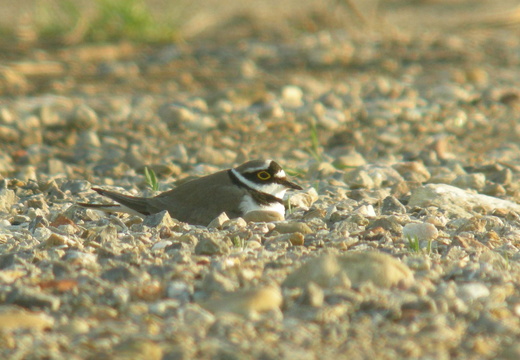Limicoles