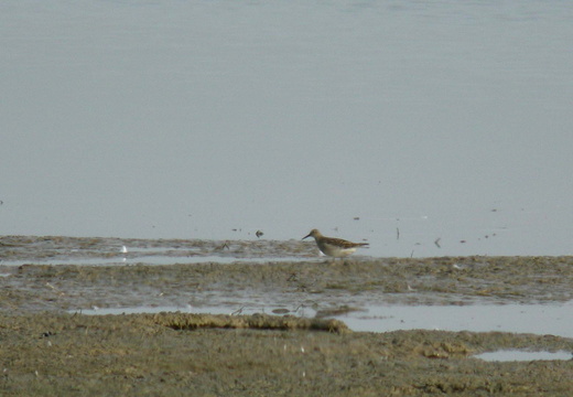 Scolopacidae