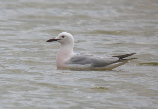 Oiseaux