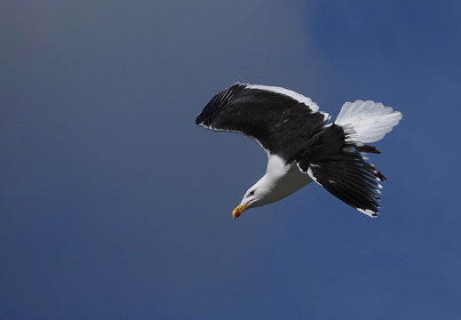 Mouettes et Goélands