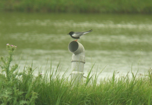 Laridae