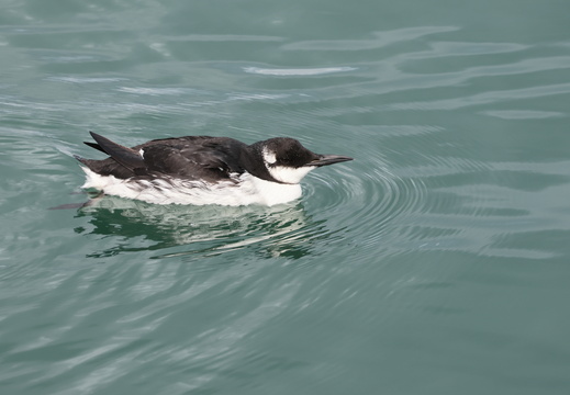 Guillemot de Troïl