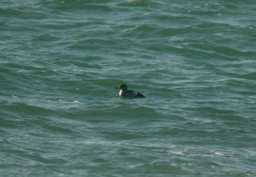 Guillemot à miroir