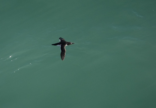 Alcidae