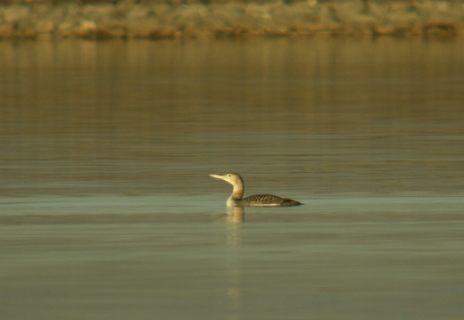 Gaviidae