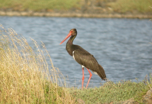 Ciconiidae