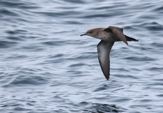 Puffin des Baléares