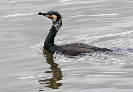Grand Cormoran