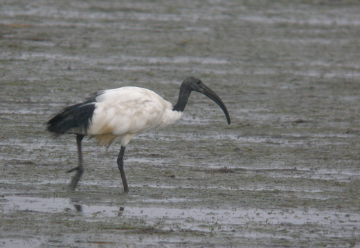 Ibis sacré