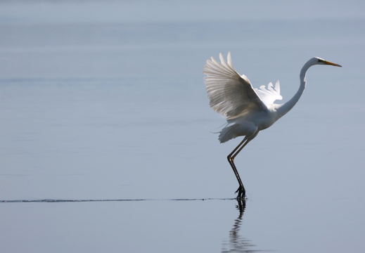 Grande Aigrette