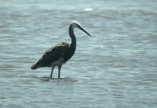 Aigrette hybride garzette x des récifs