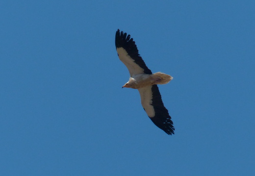Vautour percnoptère