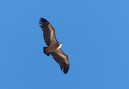 Vautour fauve