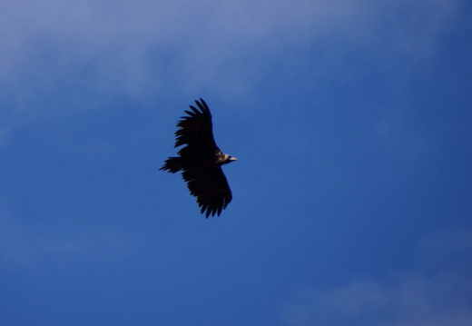 Vautour moine