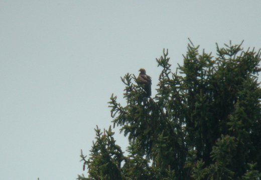Aigle pomarin