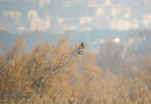 Aigle criard