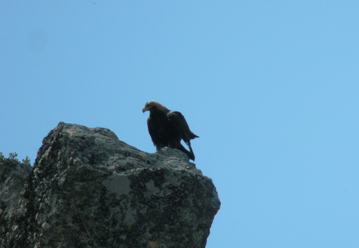 Aigle ibérique
