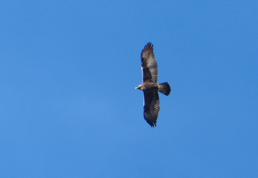 Aigle royal