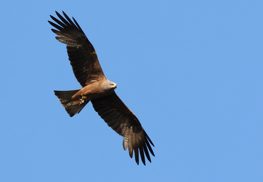 Accipitriformes
