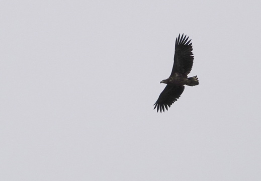 Oiseaux