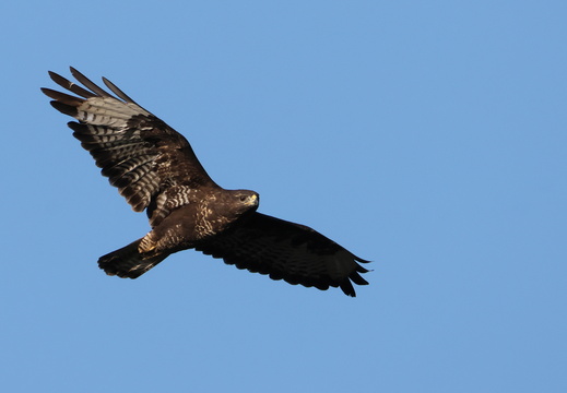Buse variable