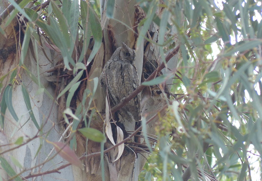 Petit-duc scops