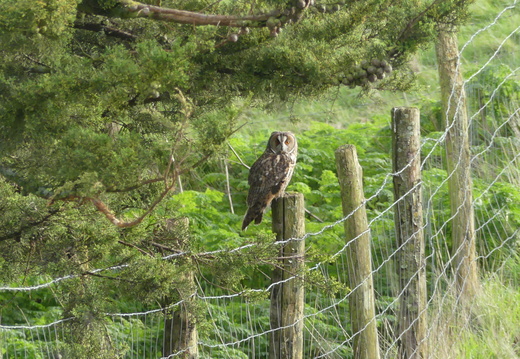 Hibou moyen-duc