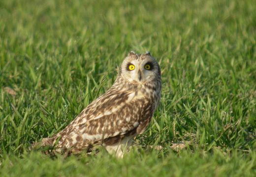 Hibou des marais