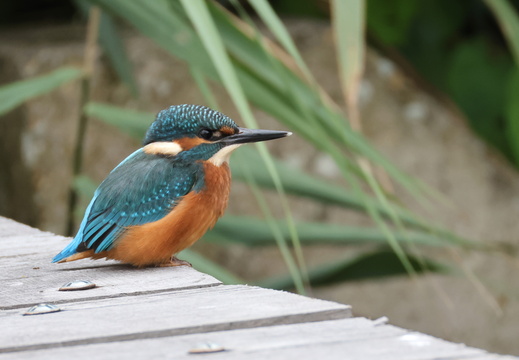 Coraciiformes
