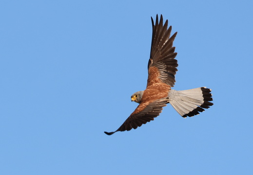 Faucon crécerelette