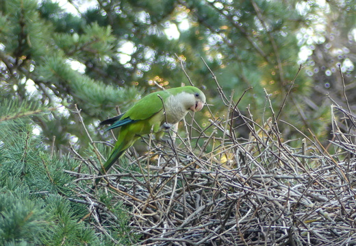 Conure veuve