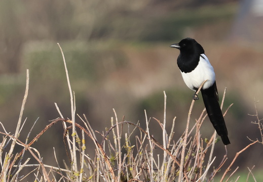Corvidae