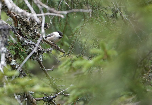 Paridae