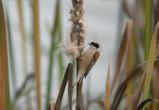 Rémiz penduline