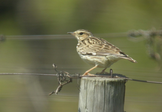 Alaudidae