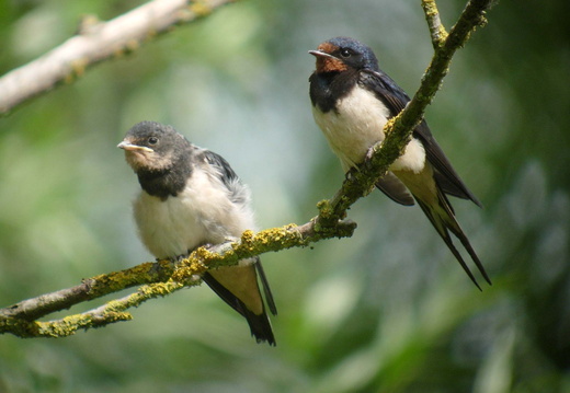 Hirondelle rustique 3