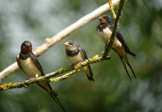 Hirondelle rustique 7