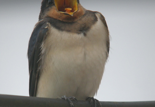 Hirondelle rustique 9